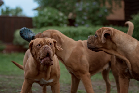 Dogue de Bordeaux dog runs on the grass in outdoorの写真素材
