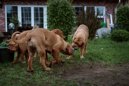 Dogue de Bordeaux dog runs on the grass in outdoorの写真素材