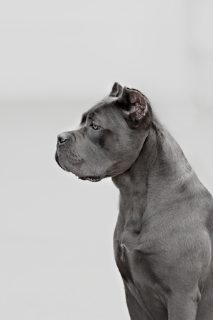 The portrait of Italian cane-corso dog in the parkの写真素材