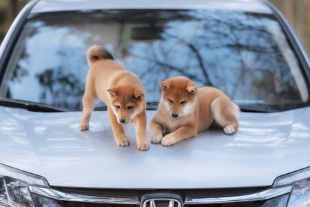 two beutiful shiba inu dog on a car in outdoorの写真素材