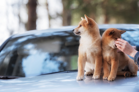 two beutiful shiba inu dog on a car in outdoorの写真素材