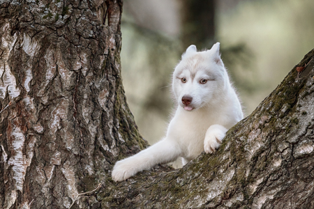 Dog. Portrait on the tree in outdoor. Portrait of Siberian Huskyの写真素材