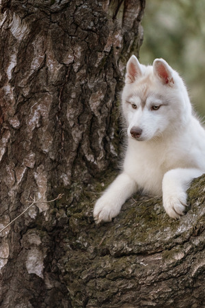 Dog. Portrait on the tree in outdoor. Portrait of Siberian Huskyの写真素材