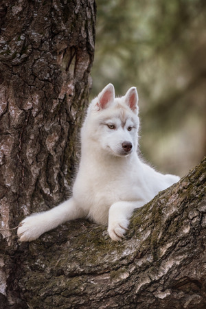 Dog. Portrait on the tree in outdoor. Portrait of Siberian Huskyの写真素材