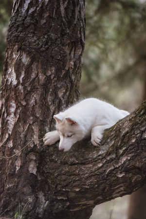 Dog. Portrait on the tree in outdoor. Portrait of Siberian Huskyの写真素材