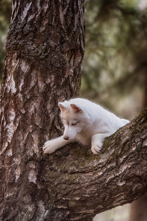 Dog. Portrait on the tree in outdoor. Portrait of Siberian Huskyの写真素材