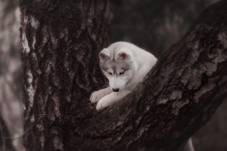 Dog. Portrait on the tree in outdoor. Portrait of Siberian Huskyの写真素材