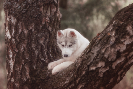 Dog. Portrait on the tree in outdoor. Portrait of Siberian Huskyの写真素材