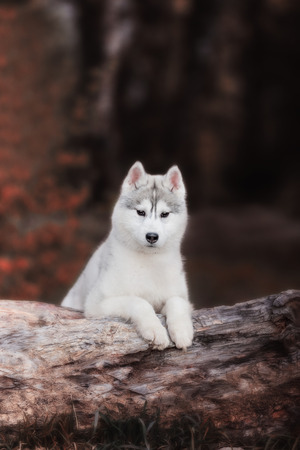 Dog. Portrait on the tree in outdoor. Portrait of Siberian Huskyの写真素材