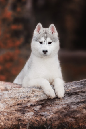 Dog. Portrait on the tree in outdoor. Portrait of Siberian Huskyの写真素材