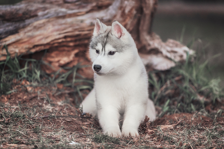 Dog. Portrait on the tree in outdoor. Portrait of Siberian Huskyの写真素材