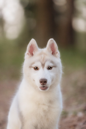 Dog. Portrait on the tree in outdoor. Portrait of Siberian Huskyの写真素材
