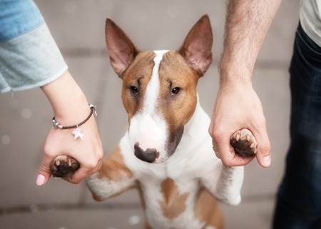 Closeup portrait of a dog breed bull and female handsの写真素材