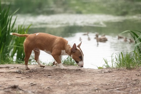 Close Up Pet redBullterrier Dog Portrait Indoor On Brown Backgroundの写真素材