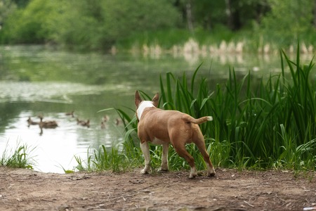 Close Up Pet redBullterrier Dog Portrait Indoor On Brown Backgroundの写真素材