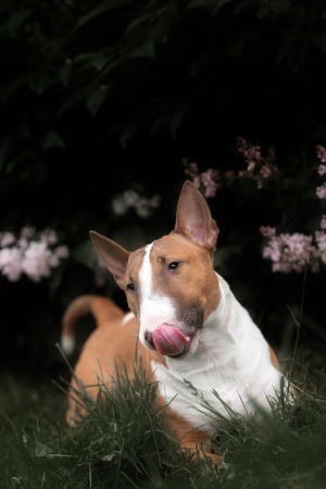 Close Up Pet redBullterrier Dog Portrait Indoor On Brown Backgroundの写真素材