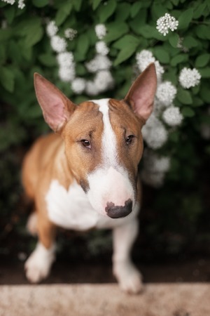 Close Up Pet redBullterrier Dog Portrait Indoor On Brown Backgroundの写真素材
