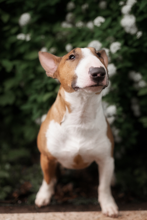 Close Up Pet redBullterrier Dog Portrait Indoor On Brown Backgroundの写真素材