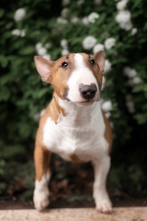 Close Up Pet redBullterrier Dog Portrait Indoor On Brown Backgroundの写真素材