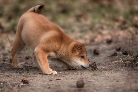 The puppy Shiba inu is playing with the fir cones in the forestの写真素材