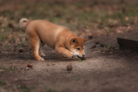 The puppy Shiba inu is playing with the fir cones in the forestの写真素材