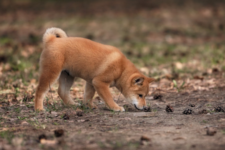 The puppy Shiba inu is playing with the fir cones in the forestの写真素材