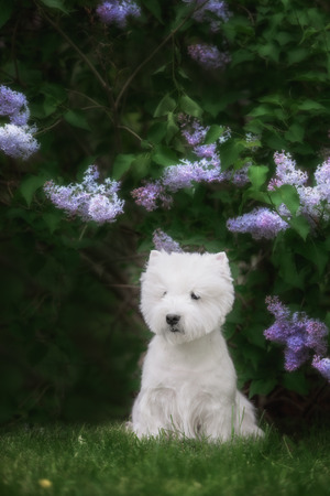 Cute West highland white Terrier in a lush Park. The pink trees.の写真素材