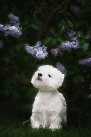 Cute West highland white Terrier in a lush Park. The pink trees.の写真素材