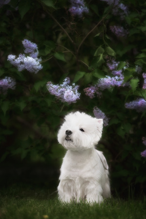 Cute West highland white Terrier in a lush Park. The pink trees.の写真素材