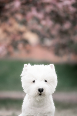 Cute West highland white Terrier in a lush Park. The pink trees.の写真素材
