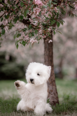 Cute West highland white Terrier in a lush Park. The pink trees.の写真素材