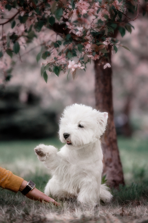 Cute West highland white Terrier in a lush Park. The pink trees.の写真素材