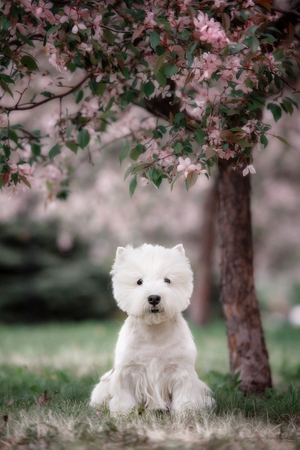 Cute West highland white Terrier in a lush Park. The pink trees.の写真素材