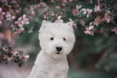 Cute West highland white Terrier in a lush Park. The pink trees.の写真素材