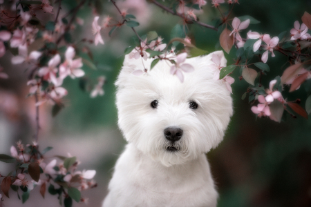 Cute West highland white Terrier in a lush Park. The pink trees.の写真素材