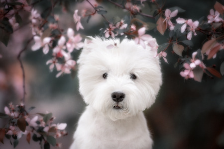 Cute West highland white Terrier in a lush Park. The pink trees.の写真素材