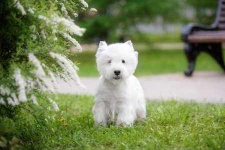 Cute West highland white Terrier in a lush Park. The pink trees.の写真素材