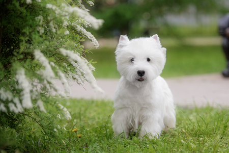 Cute West highland white Terrier in a lush Park. The pink trees.の写真素材