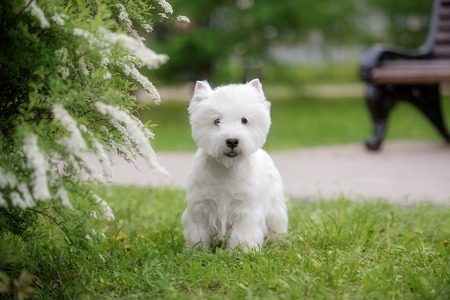 Cute West highland white Terrier in a lush Park. The pink trees.の写真素材