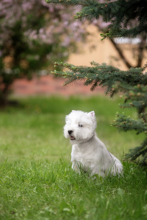 Cute West highland white Terrier in a lush Park. The pink trees.の写真素材