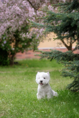 Cute West highland white Terrier in a lush Park. The pink trees.の写真素材