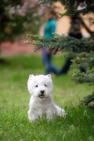 Cute West highland white Terrier in a lush Park. The pink trees.の写真素材
