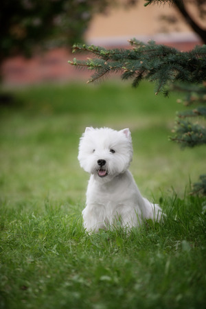 Cute West highland white Terrier in a lush Park. The pink trees.の写真素材