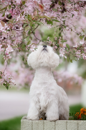 Cute West highland white Terrier in a lush Park. The pink trees.の写真素材