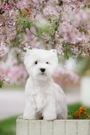 Cute West highland white Terrier in a lush Park. The pink trees.の写真素材