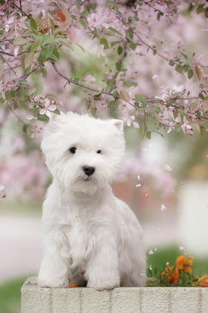 Cute West highland white Terrier in a lush Park. The pink trees.の写真素材