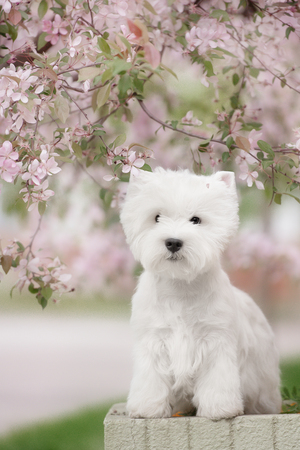 Cute West highland white Terrier in a lush Park. The pink trees.の写真素材