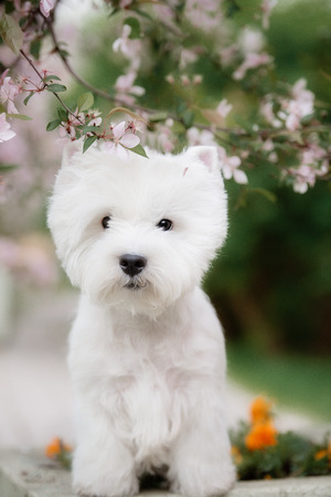Cute West highland white Terrier in a lush Park. The pink trees.の写真素材