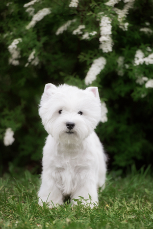 Cute West highland white Terrier in a lush Park. The pink trees.の写真素材