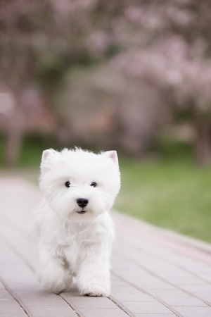 Cute West highland white Terrier in a lush Park. The pink trees.の写真素材